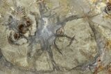 Polished Dinosaur Coprolite Nodule Half - Utah #307957-1
